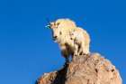 Colorado-Mt Evans Mountain goat nanny and kit atop rock Art Print